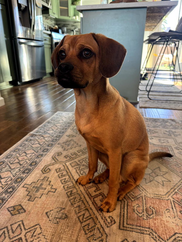 Benji