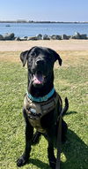 adoptable Dog in  named Kronk