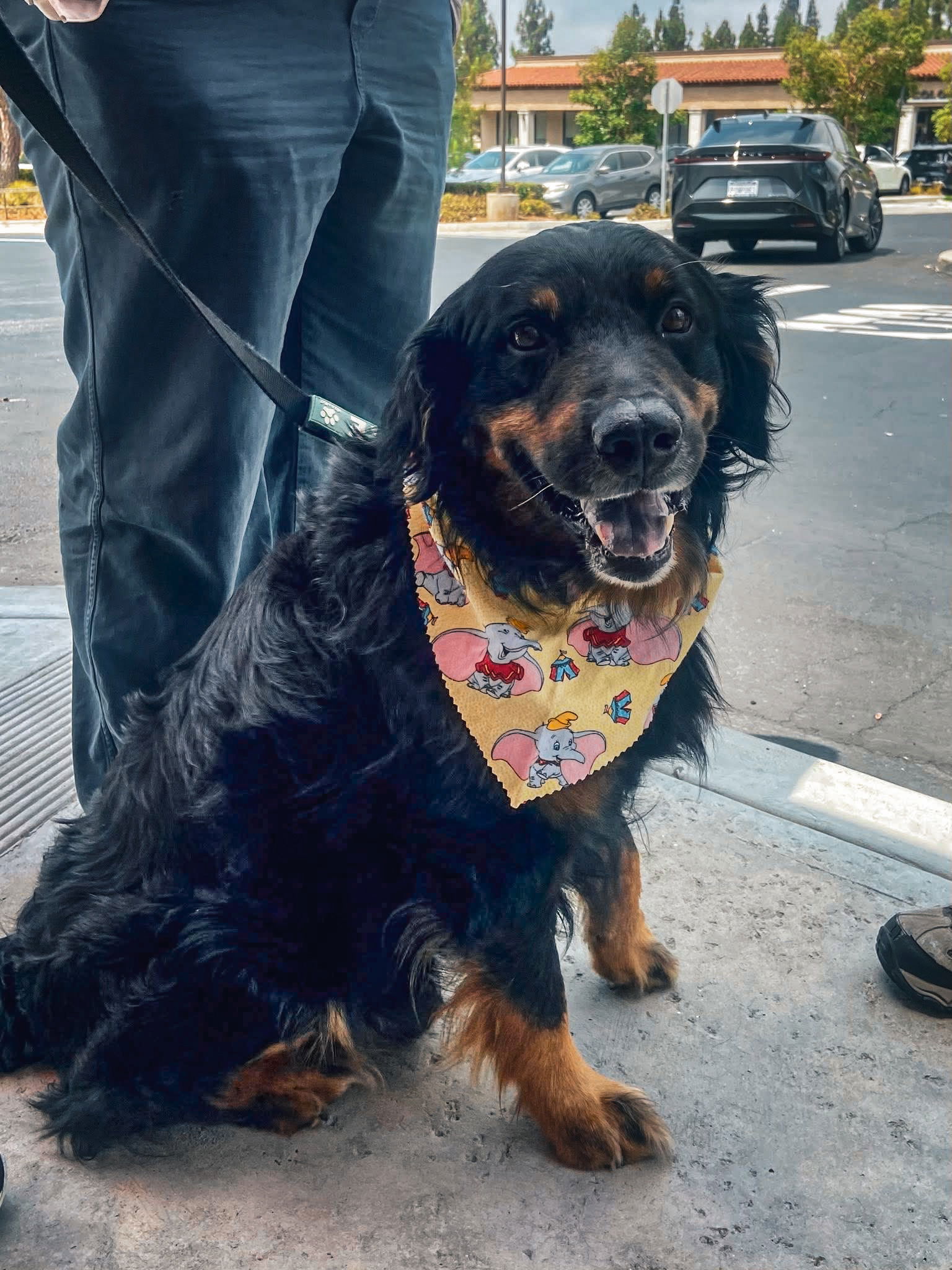 adoptable Dog in San Diego, CA named RIV 4 - Habanero