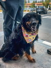adoptable Dog in  named RIV 4 - Habanero