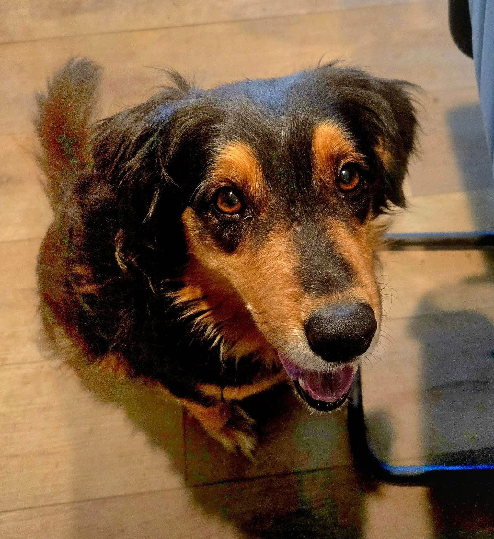 adoptable Dog in San Diego, CA named RIV 4 - Hatch
