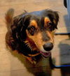 adoptable Dog in  named RIV 4 - Hatch