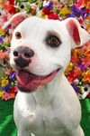 adoptable Dog in  named Mandalay