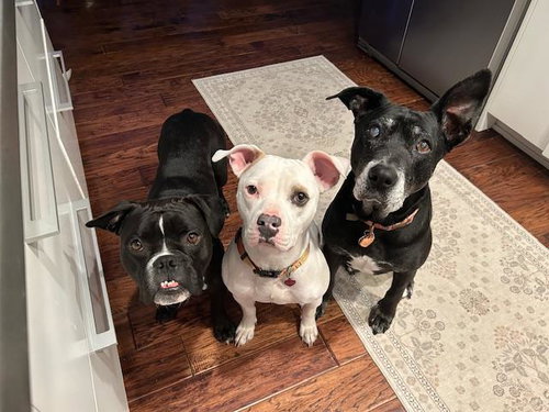 MANDALAY - Pit Bull Terrier available for adoption