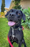 adoptable Dog in  named Roscoe