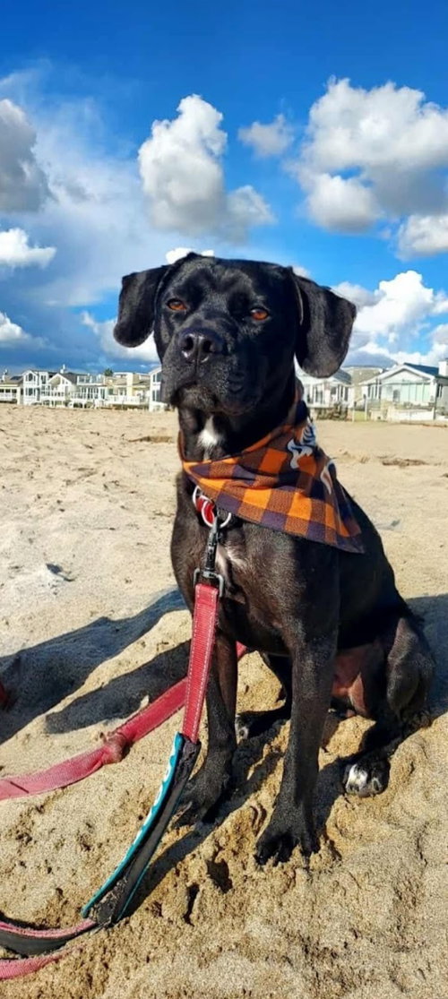 picture of the dog needing adoption