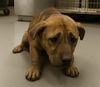 adoptable Dog in  named Biscoff