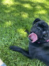 Dustin the pug