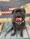 Dustin the pug