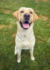 adoptable Dog in  named Buddy (yellow)
