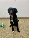 adoptable Dog in  named Buddy SJ