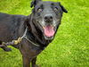 adoptable Dog in  named Apple
