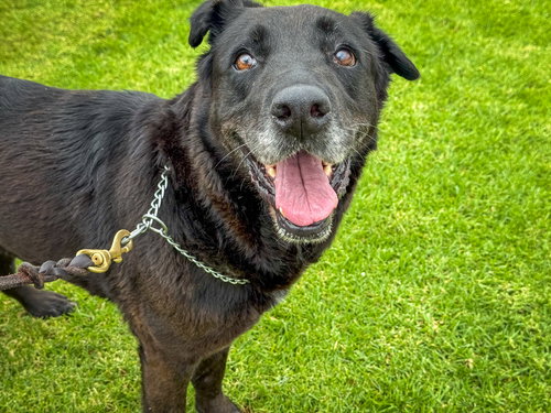 picture of the dog needing adoption