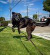 Apple - Photo 2