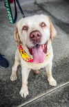 adoptable Dog in  named Franklin