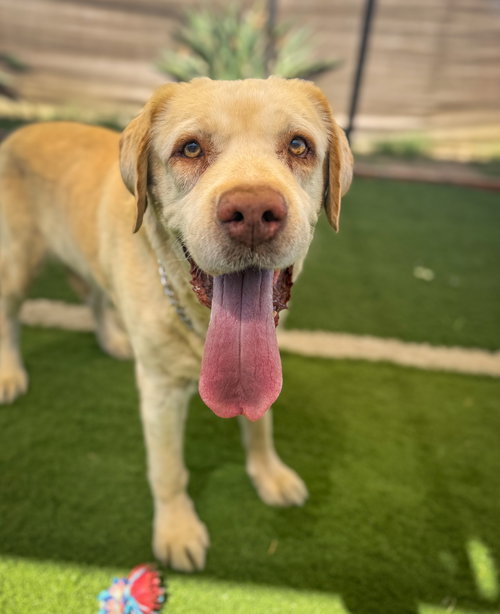 picture of the dog needing adoption