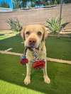 Franklin - Photo 9