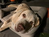 Franklin - Photo 7