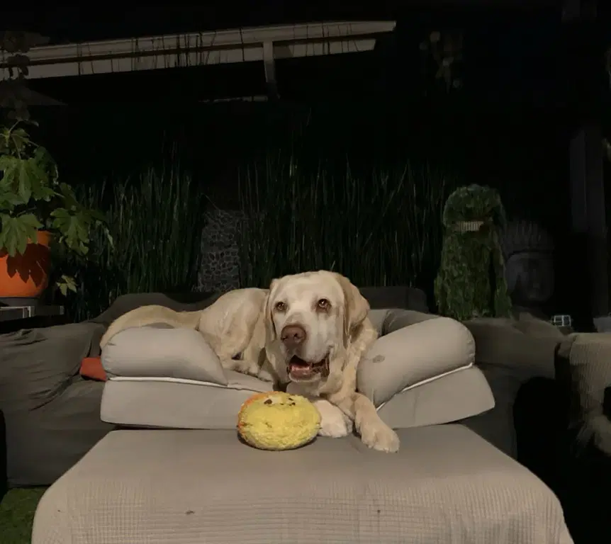 Franklin - Labrador Retriever