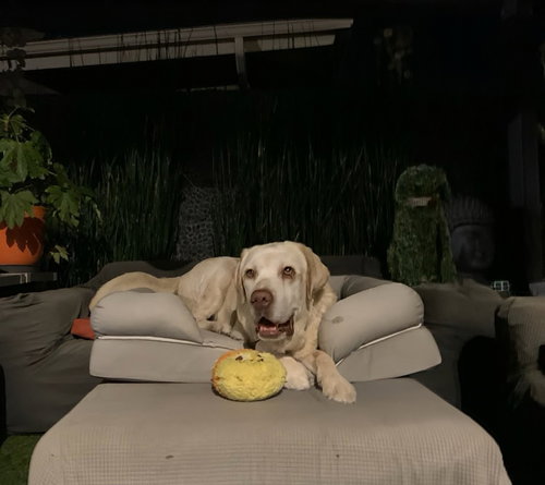 FRANKLIN - Labrador Retriever available for adoption