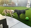 Franklin - Photo 5