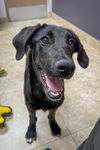 adoptable Dog in  named Cindy