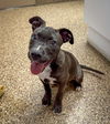 adoptable Dog in  named Dylan