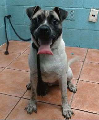 adoptable Dog in San Diego, CA named Louie