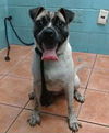 adoptable Dog in  named Louie
