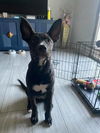 adoptable Dog in  named Loki