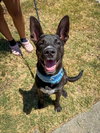 Loki - Photo 7