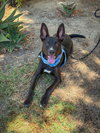 Loki - Photo 6