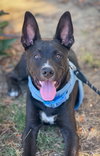Loki - Photo 8