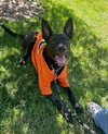 Loki - Photo 4