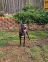 Loki - Photo 1