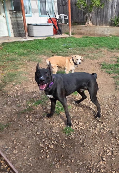 LOKI - Labrador Retriever available for adoption
