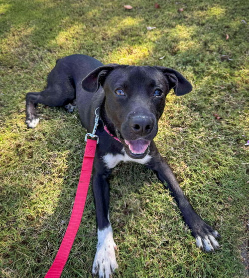 picture of the dog needing adoption