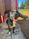 Baxter - Photo 1