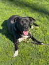 Baxter - Photo 8