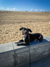 Baxter - Photo 3