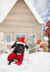 Baxter - Photo 6