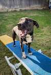 Baxter - Photo 5