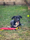 Baxter - Photo 4