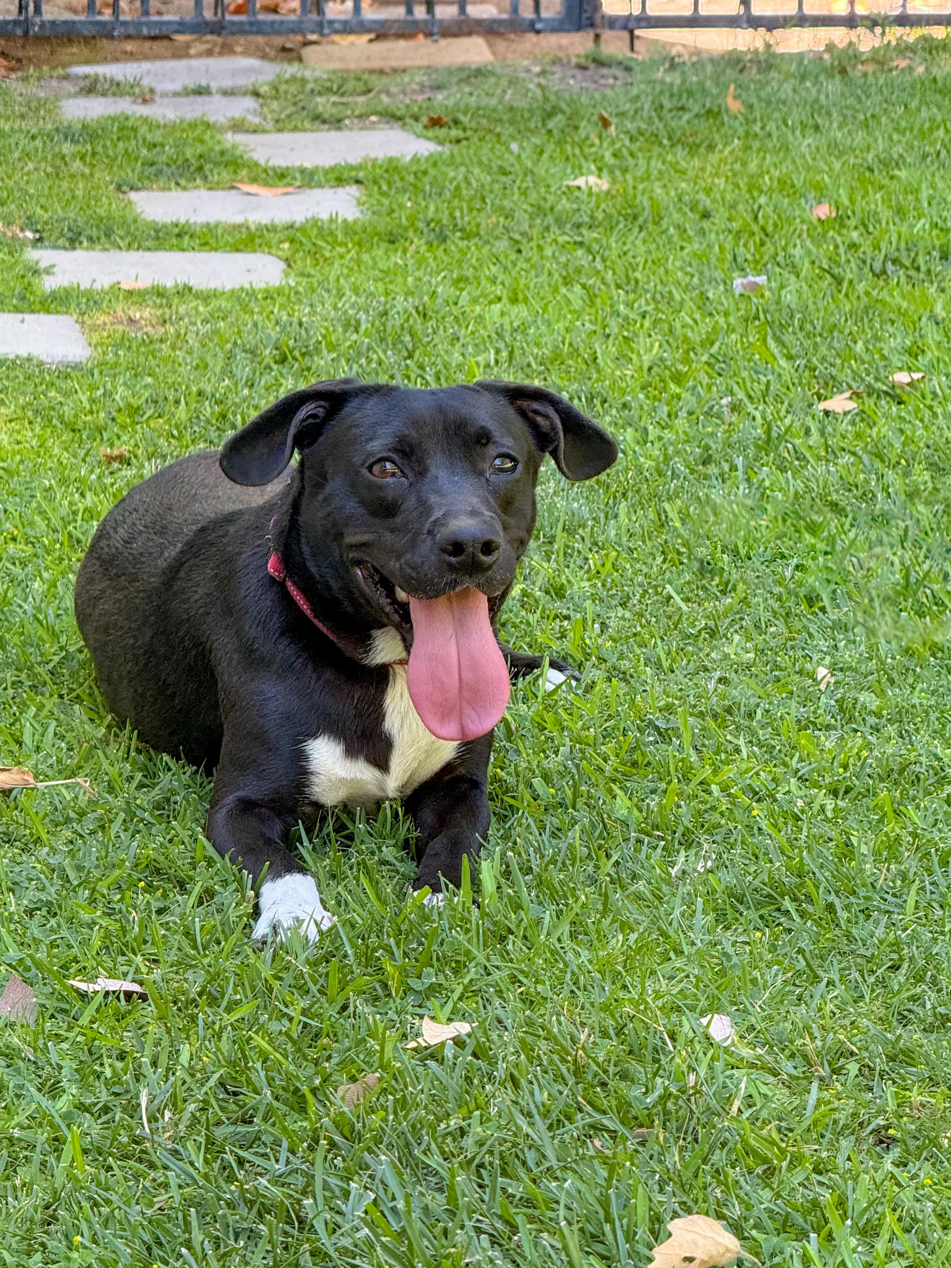 Baxter image 2