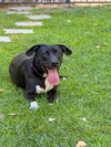 Baxter - Photo 1