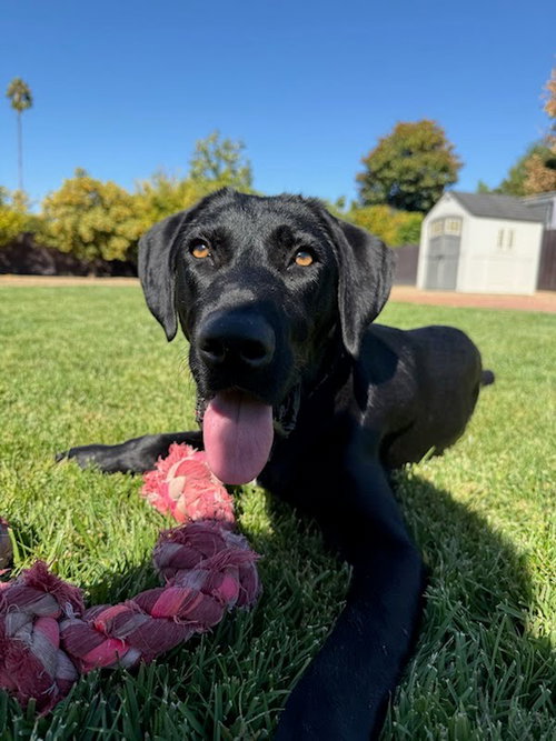 picture of the dog needing adoption