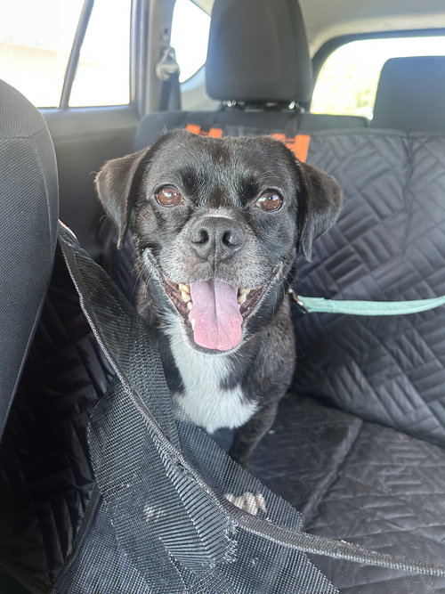 NILE - Pug available for adoption