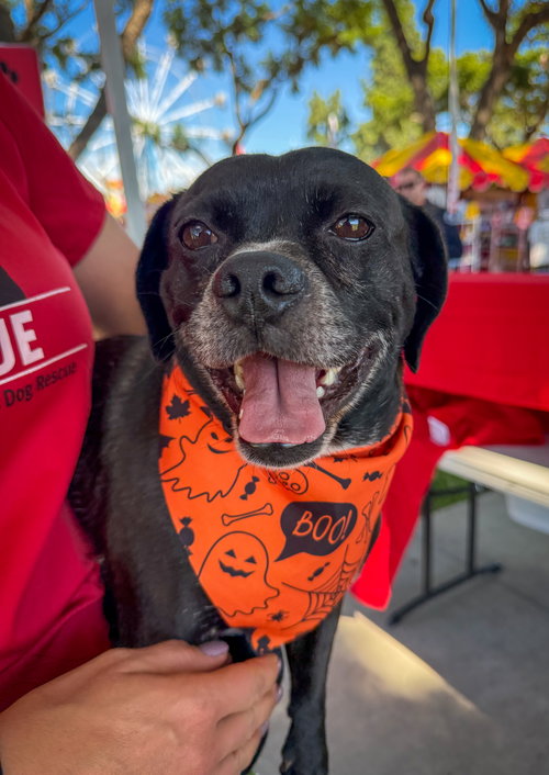 picture of the dog needing adoption