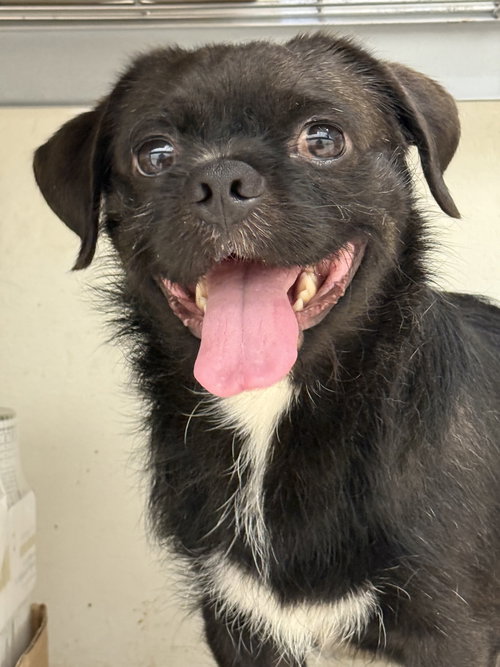 picture of the dog needing adoption