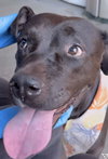 Birch aka Gracie - Photo 6